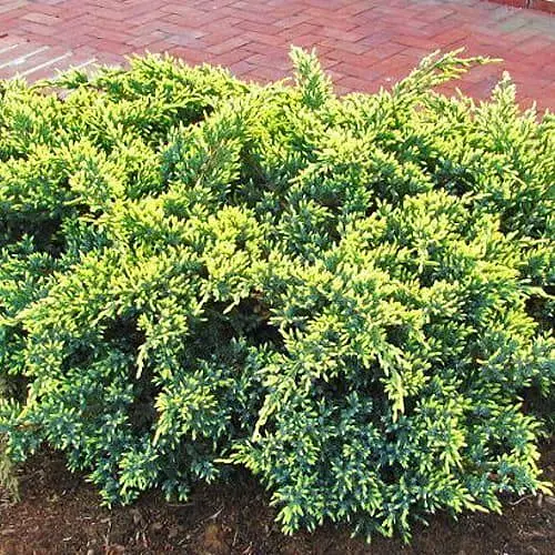 Ялівець лускатий "Dream Joy" С5 діаметр 40-50 см (185581) 1 саджанець - фото 1