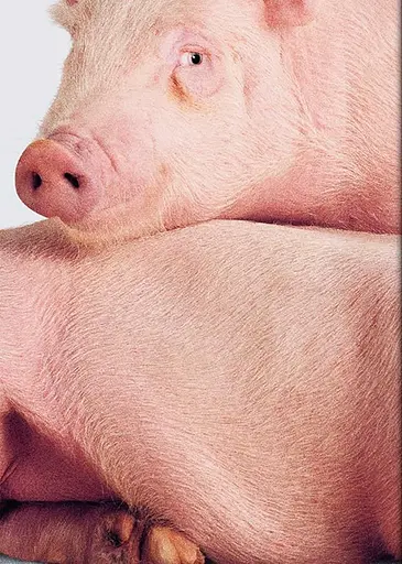 Heji Shin. THE BIG NUDES - фото 5