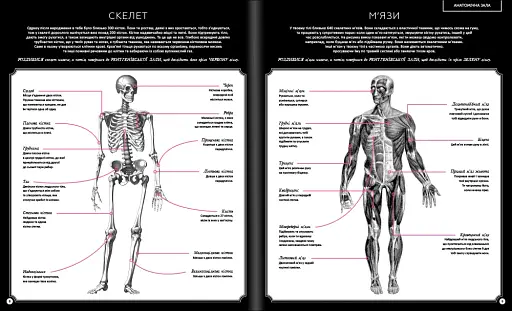 Прихований світ людського тіла - фото 7