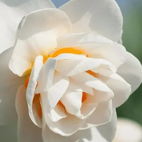 Нарцис "Gay Tabor" (181283) 2 шт - фото 1