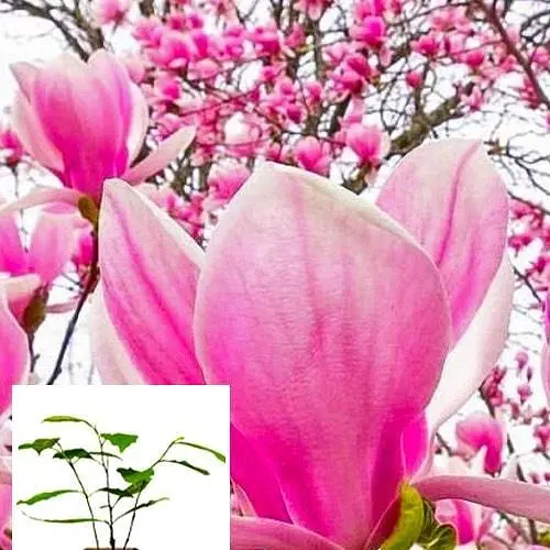 Магнолія 3-х річна Суланжа "Alexandrina" (висота 40-50см) (60452) 1 саженец - фото 2