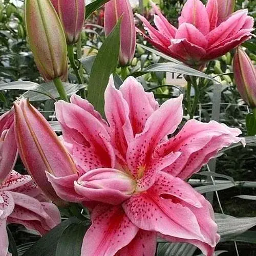 Лілія Розовидна «Roselily Talissa» (72300) 1 шт - фото 1