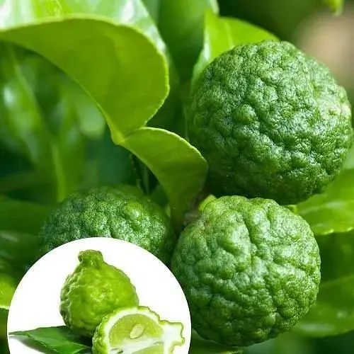 LMTD Каффир-Лайм Agro-Market (садник 2 года) (62337) 1 саженец в упаковке комнатный Нидерланды - фото 1