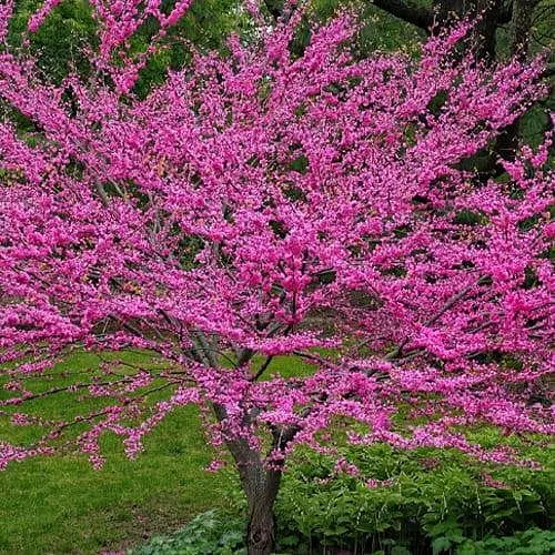 Церцис канадський Agro-Market 2-річний 190270 1 саджанець в упаковці - фото 1