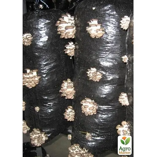 Грибний блок "Глива" розмір 75*25см, вага 8кг (105374) - фото 3