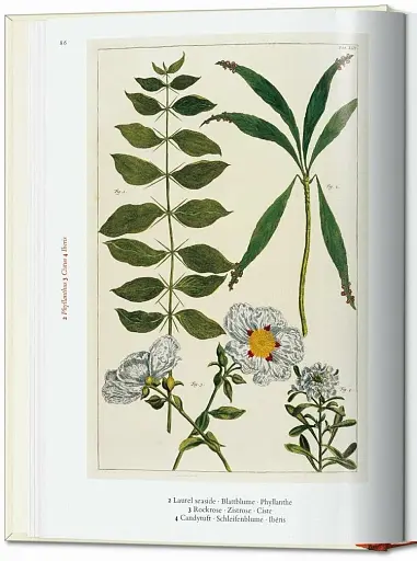 Seba. Cabinet of Natural Curiosities - фото 2