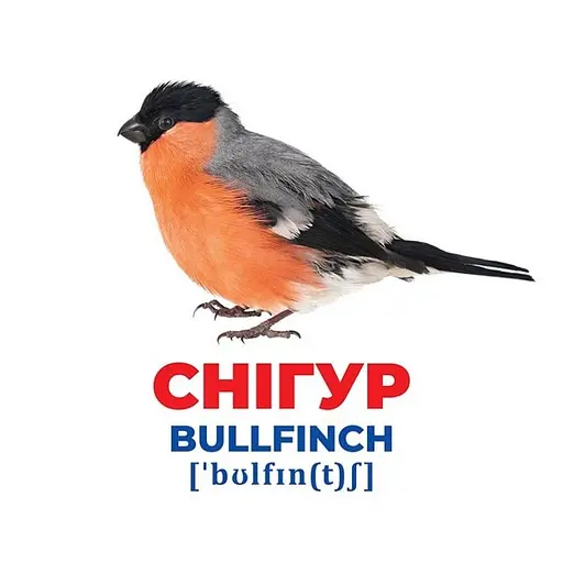 Набір розвиваючих карток Геній з пелюшок "Птахи України" Ранок 10107193У, 17 карток - фото 3