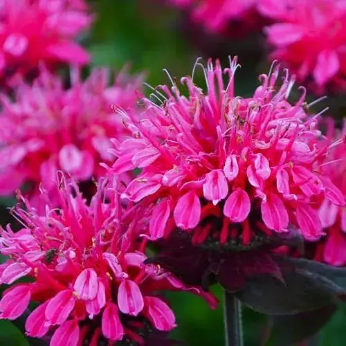 Бергамот (Монарда) Bee Merry (189099) 1 саженец - фото 1
