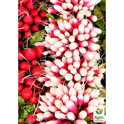 Редис "Суміш кращих популярних сортів" ТМ "Весна"  15г (45528) - фото 2