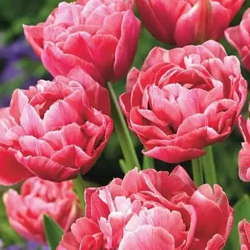 Тюльпан "Aveyron" (186227) 2 шт - фото 1