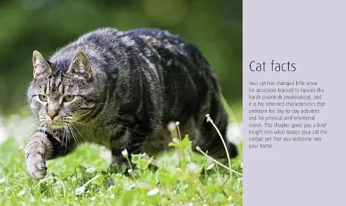 Hamlyn All Colour Petcare. Cat Care Essentials - фото 2