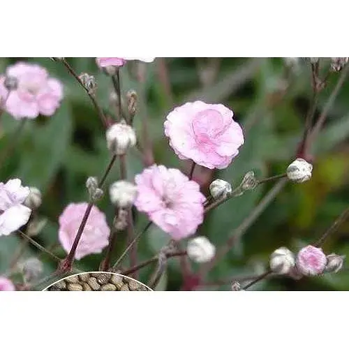 Гіпсофіла рожева Весна 2г (13287) - фото 1