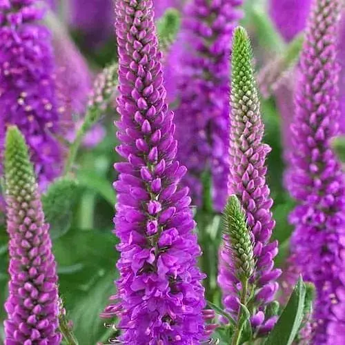 Вероніка Колосиста "First Match" вазон С2 (188407) 1 саженец - фото 1