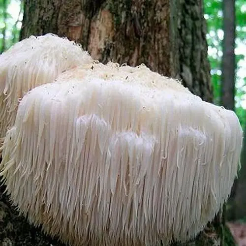 Міцелій на дубових брусочках "Геріцій шипуватий" 10шт (45252) - фото 1