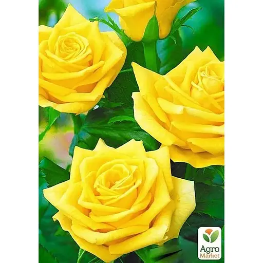 Саджанець Agro-Market Троянда чайно-гібридна Ландора (клас АА +) вищий сорт (15952) 1 шт. - фото 3