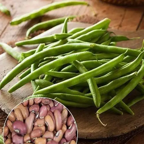 Вигна "Китайська" ТМ "Весна"  4г (32059) - фото 1