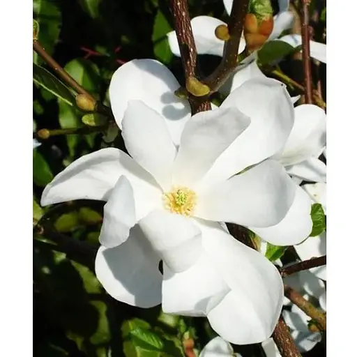 Магнолія Лебнера 3-річна "Merrill" (висота 40-60см) (187622) 1 саженец - фото 1