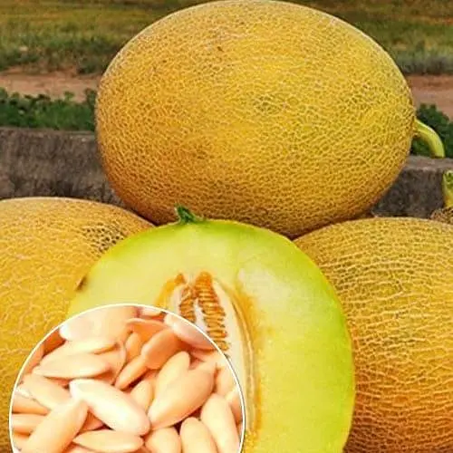 Дыня "Титовка" (Зипер) ТМ "Весна" 3г (11968) - фото 1