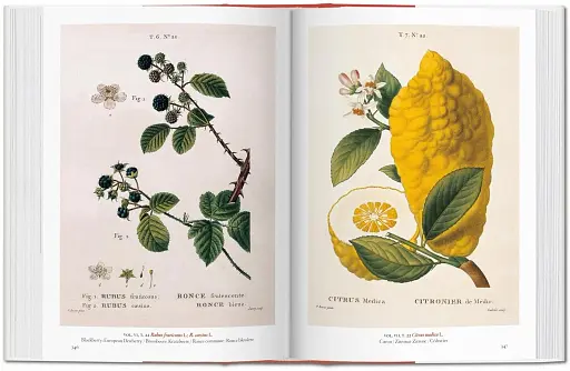 A Garden Eden. Masterpieces of Botanical Illustration. 40th Edition - фото 4