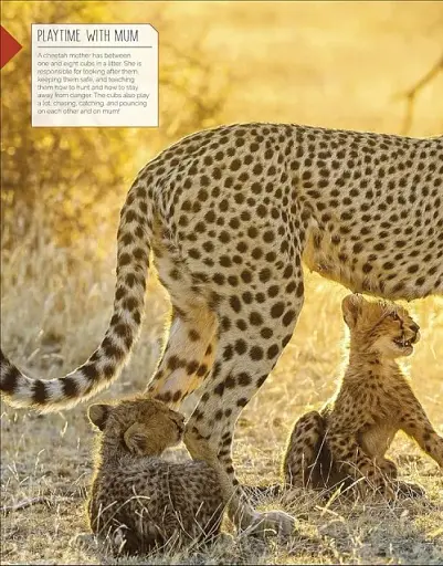 Born to be Wild. How Baby Animals Survive and Thrive - фото 4