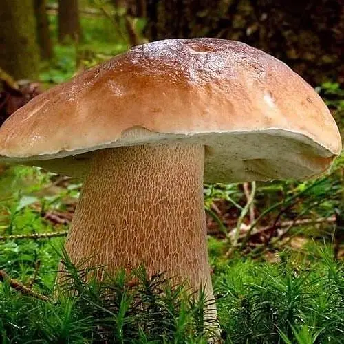 Сухий зерновий міцелій "Польський гриб" 10г (45504) - фото 1