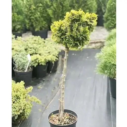 Кипарисовик на штамбе "Tonia" С5 высота 80-90см (116505) 1 саженец - фото 1