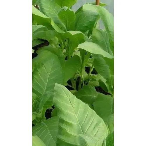 Семена Табак для курения "Дюбек" (Зипер) Весна 0.5г (46308) - фото 1