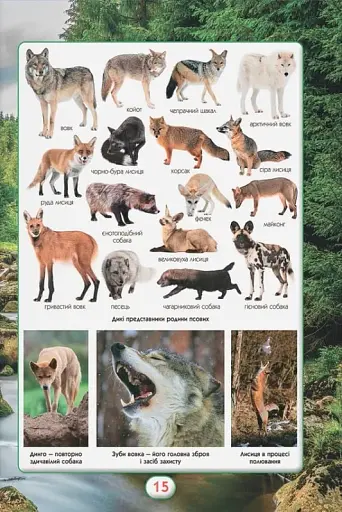 Ви маєте це знати. Світ звірів - фото 18