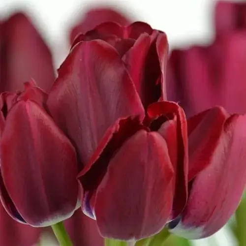 Тюльпан "Fiery Club" (багатоквітковий) (186163) 2 шт - фото 1