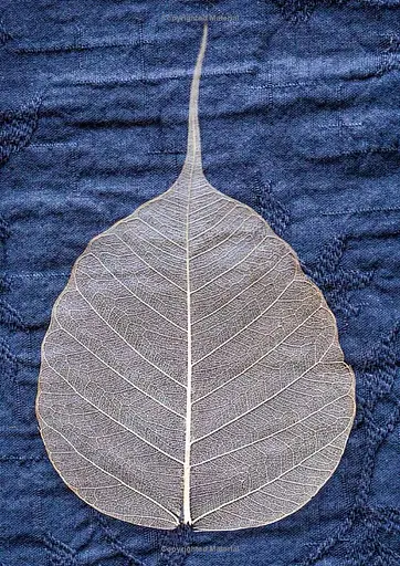 Tea: Wine's Sober Sibling - фото 4