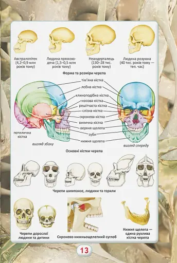 Ви маєте це знати. Тіло людини - фото 6