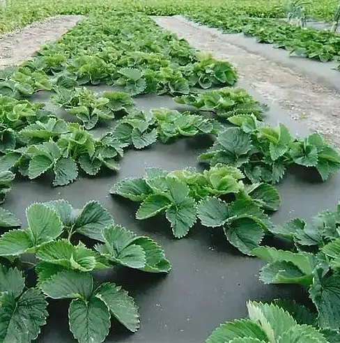 Агроволокно Shadow 50 г/м², 1.6х100 м, з перфорацією (3 отвори), чорно-біле (АВЧБП0003) - фото 7