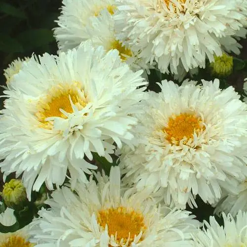 Ромашка махровая "Crazy Daisy" (букетная, крупноцветная) (189544) 1 саженец в упаковке - фото 1