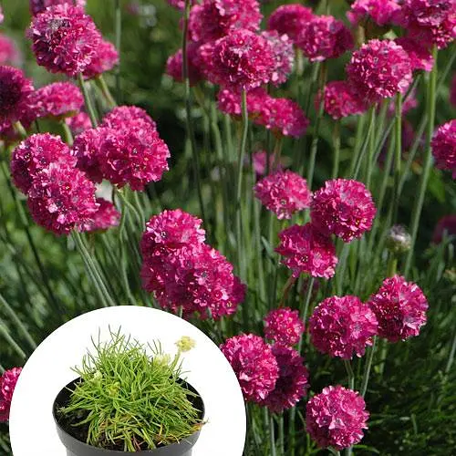 Армерія приморська "Dusseldorfer Stolz" (188534) 1 саженец - фото 2