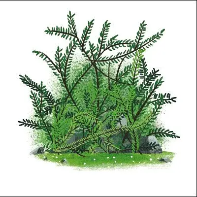 Лисичка Френні шукає чорницю. Друзі з лісу - фото 5