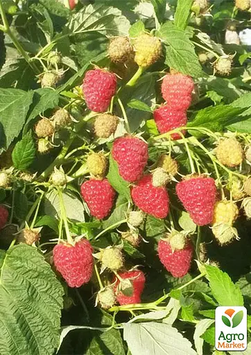 Малина Agro-Market "Джоан Джей" (ремонтантный бесшипый высокоурожайный сорт шотландской селекции) 1-летний саженец (189534) 1 шт в упаковке - фото 4