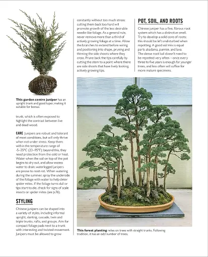 Grow Bonsai - фото 10