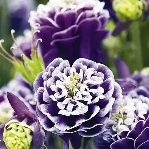 Аквилегия махровая "Christa Barlow" 1 шт (35464) - фото 1