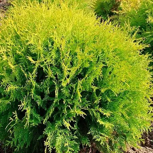 Туя западная Mirjam, С7.5 диаметр 25-30 см (188114) 1 саженец в упаковке - фото 1