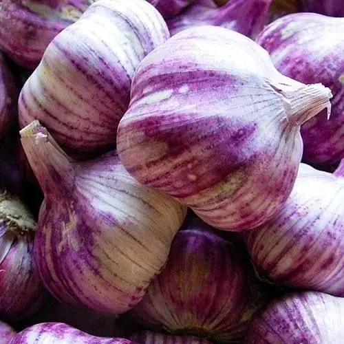 Чеснок посадочный озимый (головка) Зорро (Zorro) (высокоурожайный сорт) Украина 200 г (45980) - фото 1