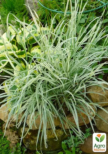 Райграс клубненосный Arrhenatherum bulbosum (многолетний декоративный злак) (152232) 1 саженец - фото 6