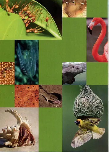 Енциклопедія для допитливих А5 : Тварини - винахідники і будівельники (Українська, 01 КРЕЙДОВАНИЙ ) - фото 5