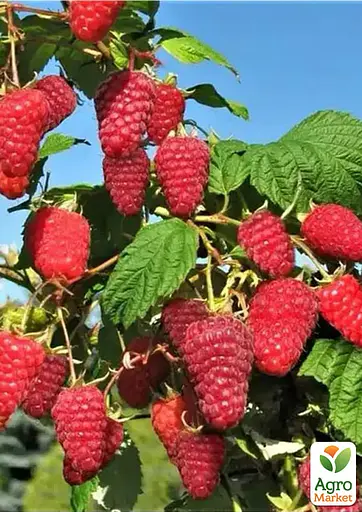 Малина Agro-Market "Полонез" (ремонтантный высокоурожайный сорт польской селекции) 1-летний саженец (189509) 1 шт в упаковке - фото 2