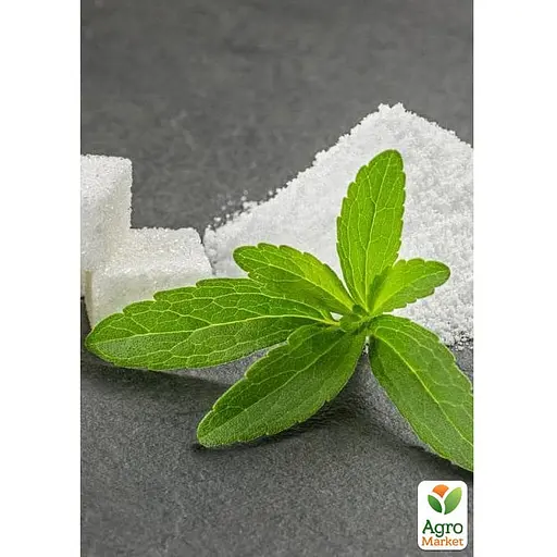 Стевия "Sweet leaf" (сахарозаменитель, лекарственное растение), С2 (184456) 1 саженец в упаковке - фото 3