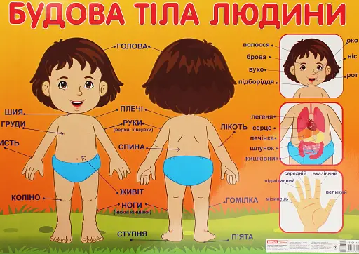 Плакат. Будова тіла людини