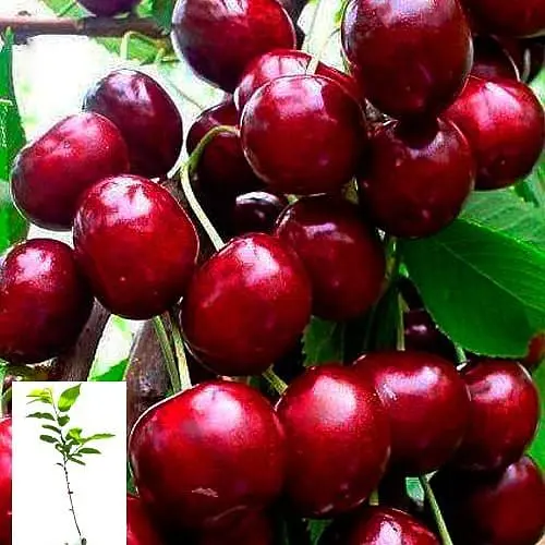 Черешня карликова "Сем" укорінена в контейнері (саджанець 2 роки) (153087) 1 саджанець в упаковке - фото 3