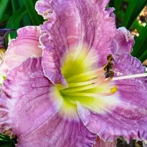 Лілійник "Magic Amethyst" (49787) - фото 1