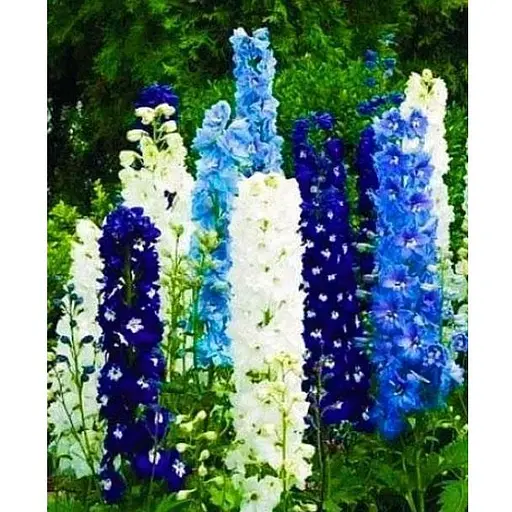 Дельфиниум "Многолетний" (Зипер) Весна 1г (17916) - фото 1