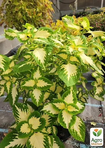 Колеус Wizard Jade 1 саженец (182532)  - фото 3