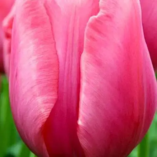 Тюльпан "Don Quichotte" 3 шт (17065) - фото 1